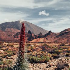 Pico El Teide retreat mit Qunirise auf Teneriffa